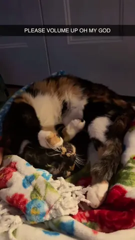 My cat can understand English🤣#cat #cats #catslovers #catsoftiktok #fyp 