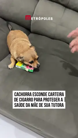 🚬😡 Preocupada com a #saúde da #mãe, uma tutora convocou sua cachorra para ser cúmplice em uma missão inusitada: esconder a carteira de cigarro. No vídeo que viralizou nas redes sociais, o pet aparece determinado a impedir que a senhora recupere os cigarros, chegando até a ameaçar morder.  A cena rendeu risadas entre os internautas. #tiktoknoticias 🎥 Gabrielafranciscos2 | @myhoodbr 