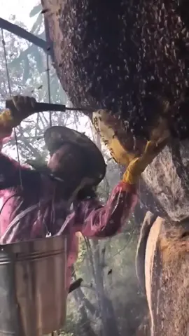 Teknik pemanenan madu liar yang bersarang di bebatuan  #fyp #viral #trending 