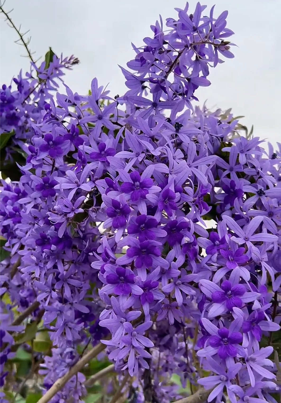 Hoa Mai Xanh Thái🌸🌸 Những chùm hoa rũ dài màu tím nở quanh năm quá đẹp🥰 #hoadep #hoacaycanh #hoasanvuon #hoaleogian #hoamaixanhthai 