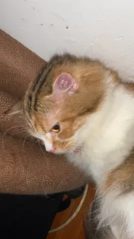 Tolong hitung berapankali dia nabok aku #cegil #fypシ #catlovers #kucingindonesia #kucingviral 