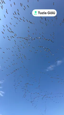 🕊️🕊️🕊️🕊️🕊️🕊️