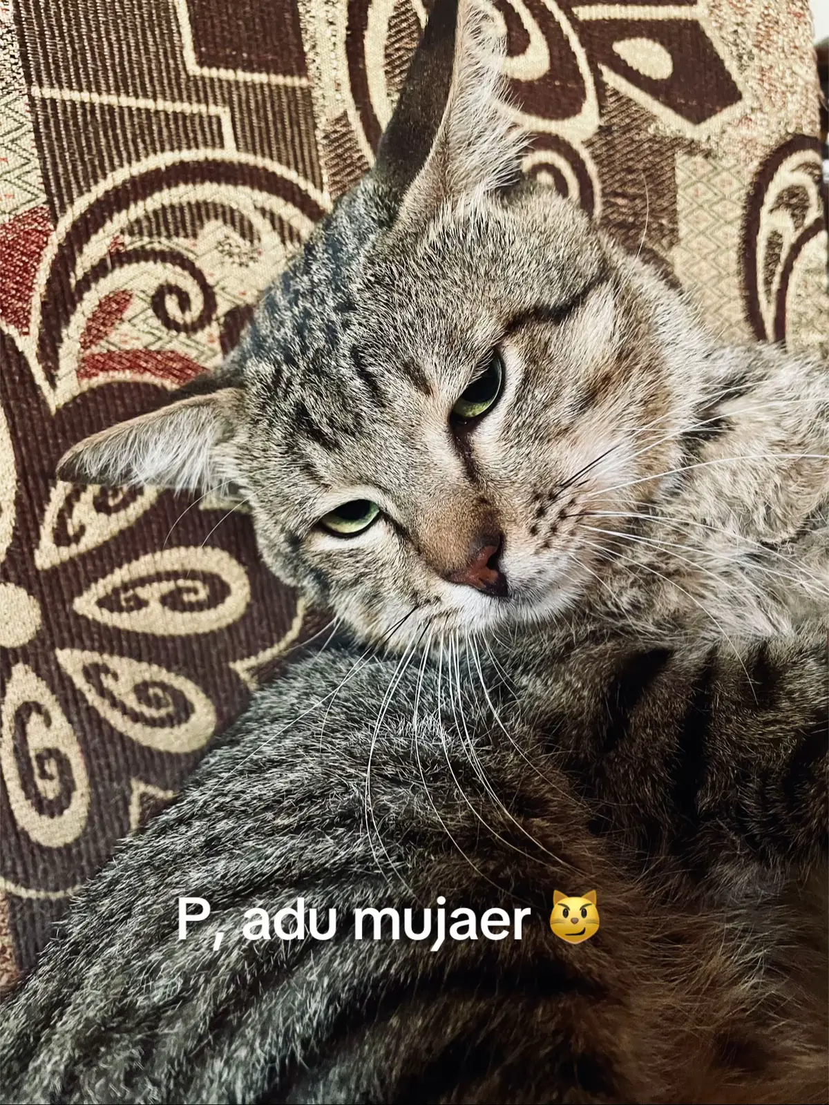 #cat #catsoftiktok 