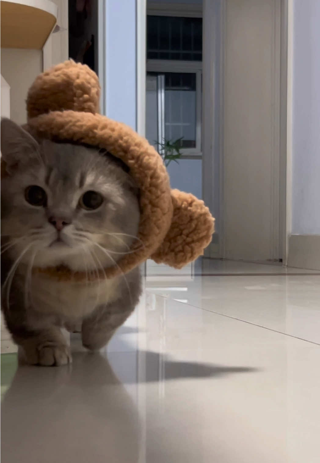 #funnyvideos #funny #cutecat #catsoftiktok #cats 