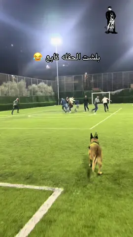 #الشعب_الصيني_ماله_حل😂😂 #تدريب_كلاب_المالينوا #تدريب_كلاب_الحراسة #عرب_تيك_توك #explor 