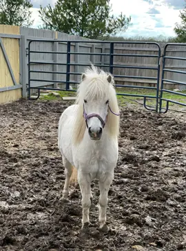 This filter but with a pony! 