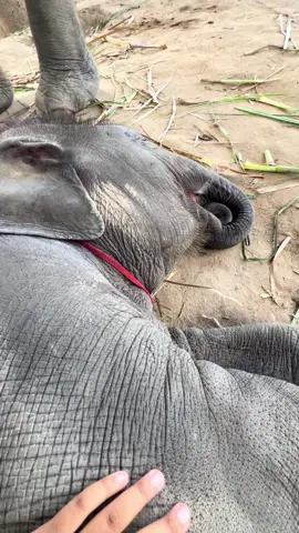 นั่งเฝ้าลูกนอนให้ทุกวัน อิแม่คงซึ้งใจ ให้จุ๊บมา 2 ที ชื่นใจเลยทีเดียว ลูกสาวก็นอนสบาย หนีบขาไว้แบบนี้แปลว่าห้ามลุกหนีไปไหนนะ #ช้างไทย #ช้างน่ารัก #elephants #ช้าง #elephantthailand 