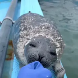БОЖЕ, КАКИЕ ОНИ МИЛЫЕ #тюлени #милыетюлени #seals #тюлень #cuteseal #funnyseal 