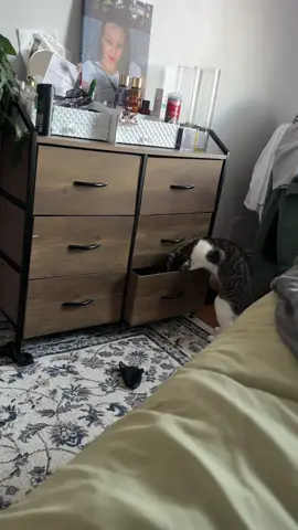 РЕК# кошка#Хорошевские#