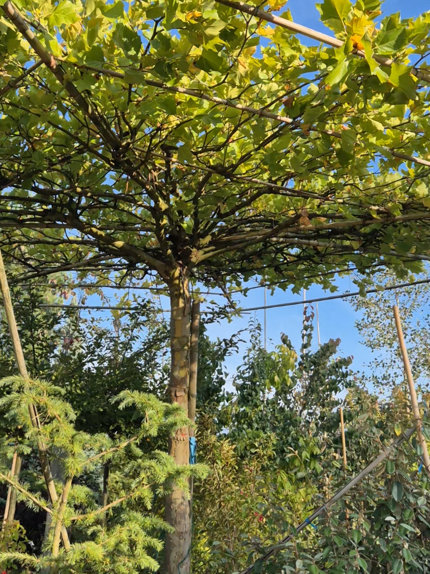 ☀️🌳 Dachplatane – Schattenspender mit Stil für Kenner! 🌳☀️ Die Dachplatane (Platanus acerifolia) vereint Eleganz, Funktion und mediterranes Flair 💎🌿. Ihre kunstvoll erzogene, flache Krone spendet angenehmen Schatten im Sommer 😎🍃 und verwandelt Terrassen, Höfe und Sitzplätze in stilvolle Rückzugsorte voller Charakter 🏡✨. Robust, schnittverträglich und langlebig – ein hochwertiger Baum für Kenner, die Design und Natürlichkeit schätzen 🌞🌳. 👉 In unserer Baumschule finden Sie Dachplatanen in verschiedenen Größen – vom jungen Aufbau bis zum beeindruckenden Großexemplar. Und natürlich viele weitere exklusive Bäume, die Ihren Garten einzigartig machen 🌼🌲 #Dachplatane #BaumfürKenner #grünerluxus 
