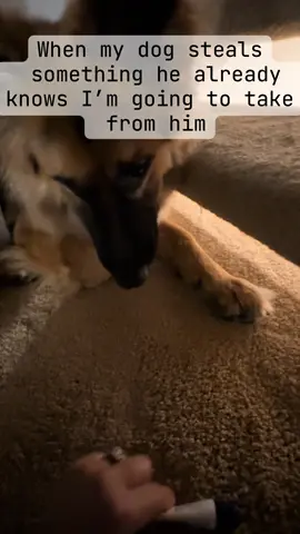 He always has to test the limits tho #dogsoftiktok #germanshepherd #gsd #funny #everymorning @Enzio.Ronin 