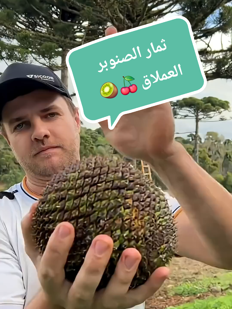 ثمار الصنوبر العملاق 🍒🥝  #foryoupage  #creatorsearchinsights  #viral  #foryou  #creatorsearchinsight 