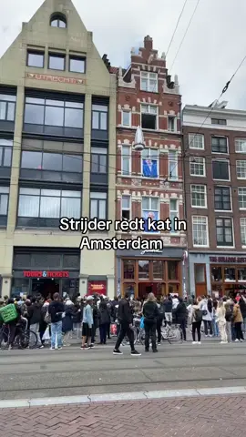 Man redt kat in Amsterdam #cat #amsterdam #rescue #fyp #katten 