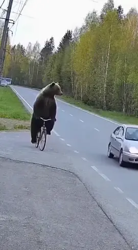#bear #grizzly #bike #bicicleta #humor 