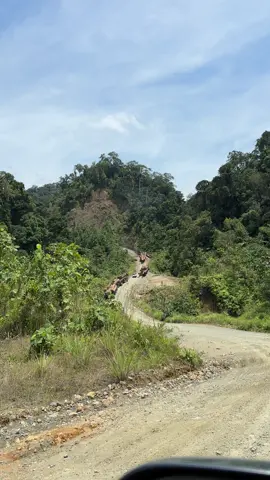 efek gigi low trouble#fyp #kayuloggkalimantan 
