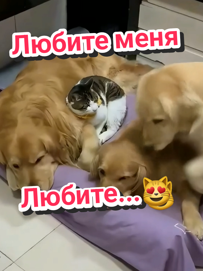 Вот она СОБАКА ОБНИМАКА🐾😻🐶#Мур и гав — идеальный дуэт 🎶🐾#видосыоткота #funny #catsoftiktok 