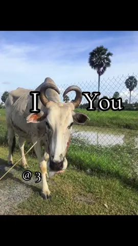 I love you bbe 😭💖#fyp #fypシ゚viral #iloveyou 