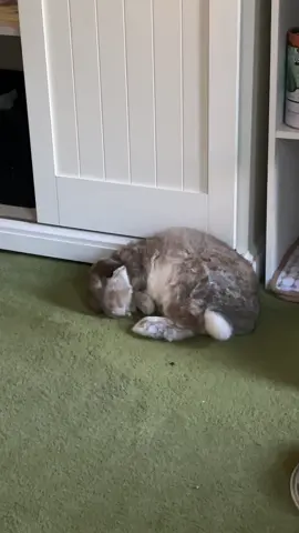 best Mr.Nudy flop of all time #bunny #nudythebunny 
