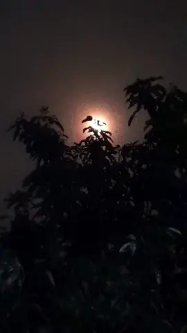 SILOKA SUNDA | Lain Logika Tapi Rasa | Sono Kanu Aya Tapi Teu Aya 🤲 • Aya rasa nu teu bisa di caritakeun ,ngan bisa d haturkeun ka langit ,ka purnama nu nyaksian unggal rasa. • Rindu teh sok nyimpen jeuro. Teu kudu sok di ucapkeun, sabab purnama jeung langit geus cukup pikeun ngadangu sagala rasa. • Bulan purnama ngingeutan ,yen sagala rasa moal aya anu lenggeung iwal ti cinta Gusti Alloh ka umat - Na. Rindu sajati ngan mulang ka asal. 🌿 SILOKA SUNDA | Lain Logika Tapi Rasa 🌿 Motivasi, renungan, jeung hikmah hirup dina basa Sunda pikeun nenangkeun rasa jeung nyemangatan haté. 🎥 Mugia tiasa janten pangeling-eling keur urang sadaya. 🙏 Tong hilap like, komen, simpen jeung bagikeun supados langkung seu'eur anu tiasa ngaraoskeun hikmah ieu. ✨ Mugia nu nonton, ku Allah dipasihan kasabaran, kakuatan, sareng rasa berkah dina unggal léngkah. Aamiin Yaa Robbal’aalamiin 🤲 ⚠️ Disclaimer: • Eusi kontén ieu ngan saukur siloka sareng pituduh batin. Hapunten bilih aya kalepatan, sadaya kersaning Gusti. • Kontén ieu mung saukur pituduh jeung motivasi, sanés mapatahan pribadi. • Eusi kontén ieu sifatna umum, sing bijak dina nampi na. • Nasehat sederhana kanggo babarengan eling, sanés fatwa. #tentaralangit #silokasunda #quotessunda #selfreminder  #hikmah 🎥: @no_ceunah | TentaraLangit