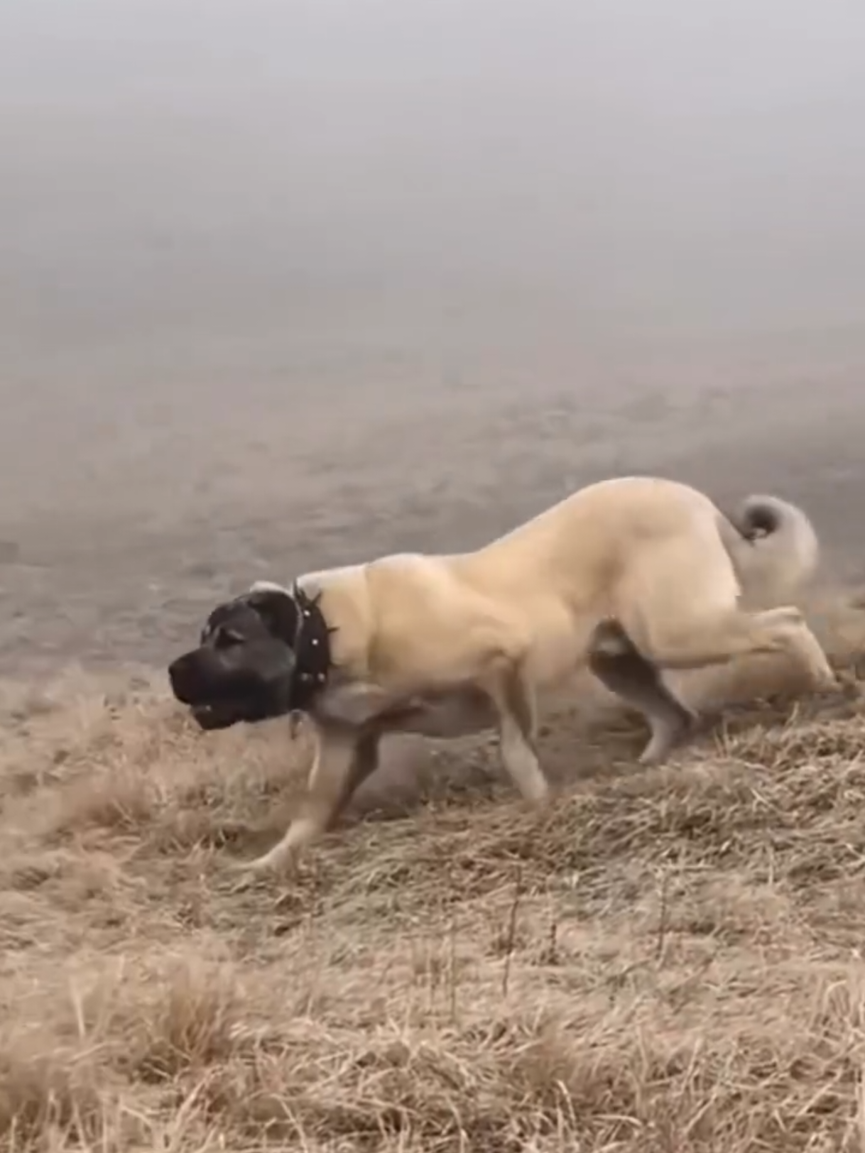 ✌🏻😁#anadoluçobanköpeği #keşfetbeniöneçıkar #kangal_tr #keşfetteyizzz #kangal 