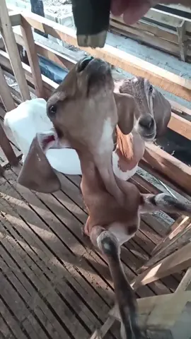 #peternakmuda #😭😭😭 #ngarit  #wedus  #kambing 