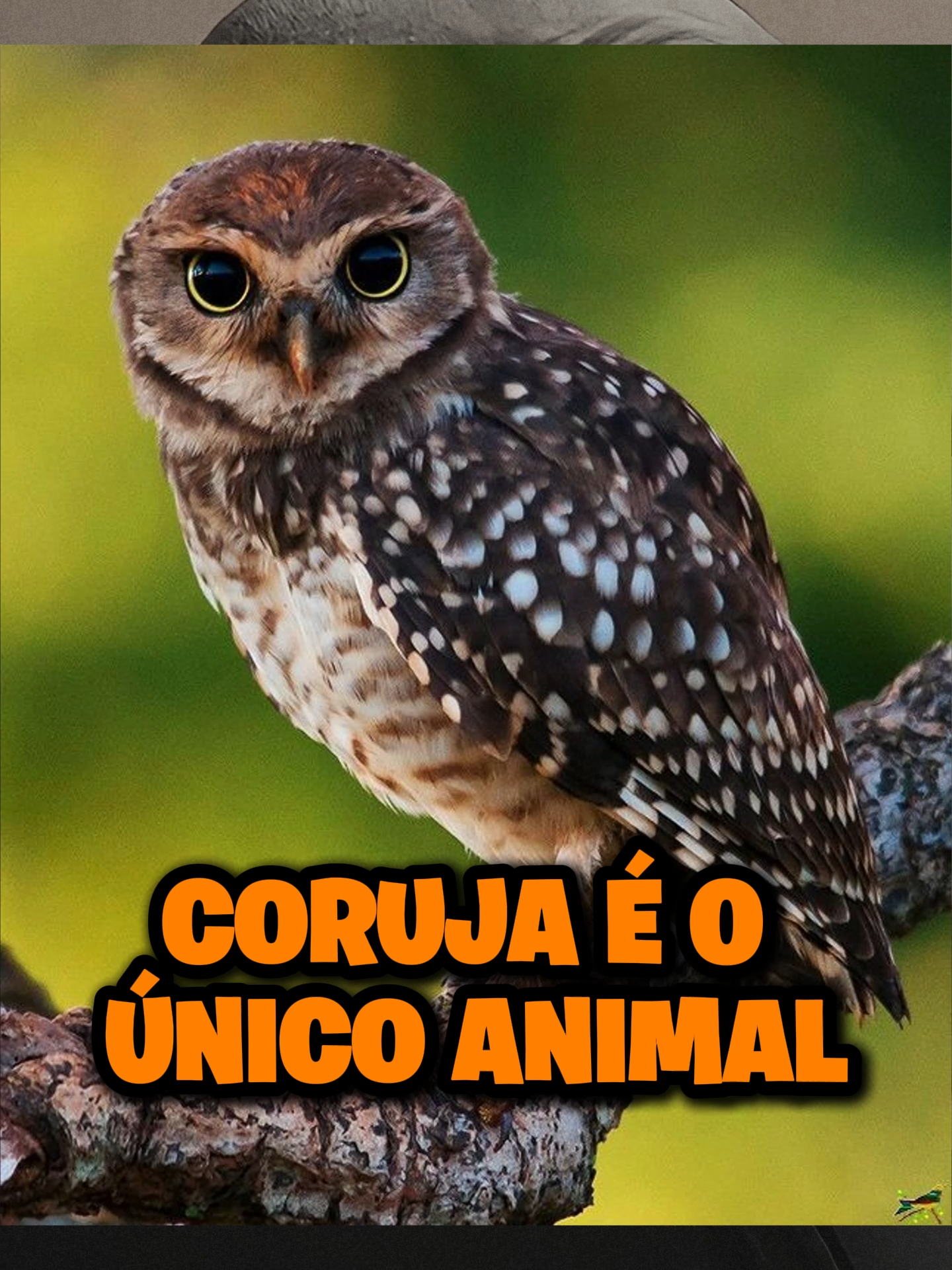 CORUJA NÃO FAZ BARULHO AO VOAR #richardrasmussen #renatocariani #CORUJA