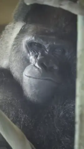 malam yang sepi temani aku yahh#fyp #hiburan #malambantuaku 