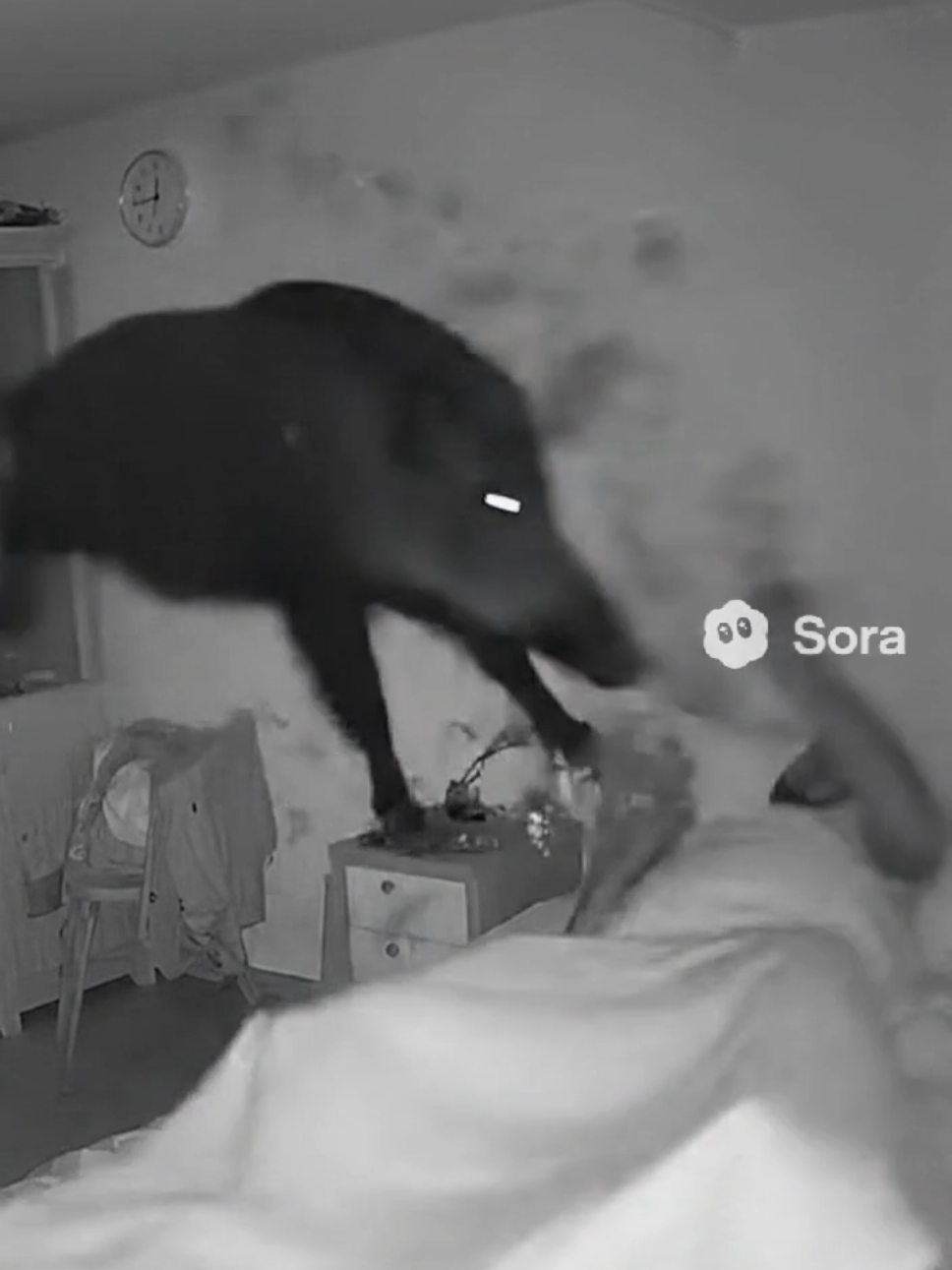 😱😱 #peur #sora #sanglier #camera 