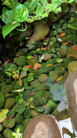 Kolam Ikan #ikanguppy  #ikanmolly  #ikanhias  #kolamsungai  #kolamikan 