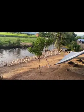 #cuocsongthuongngay #nongdankinhdoanh 