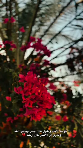 عفتني بعلتي ونوحي.!💔#باسم_الكربلائي #حزين #ستوريات #تصويري📸 