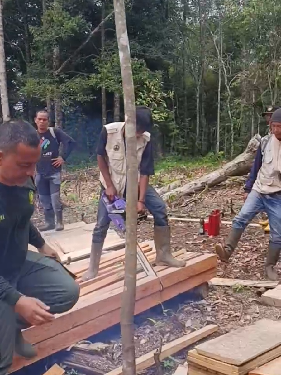 Tim gabungan BKSDA Sumbar, TNI-Polri dan Tim Pagari musnahkan kayu hasil kegiatan pembalakan liar di kawasan hutan negara Cagar Alam Maninjau. #bksda #cagaralam #pembalakanliar #hutan #kemenhut 