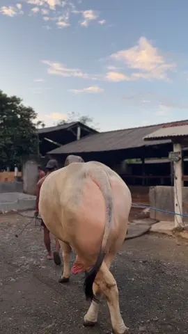 BAGONG🐮🔥🤩#wisnufarm #peternaksapiindonesia #peternakmuda #fyp #sapikontes 
