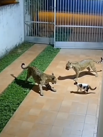 #jaguar #cat #dog #tiger 