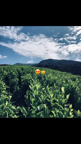 #merengue #grennscreen 