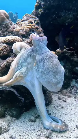 Okyanus, uzaydan daha fazla sır barındırıyor ve ben size bunlarin her birini tek tek göstereceğim🦈#fyp #foryoupage #viral #tiktok #fy 