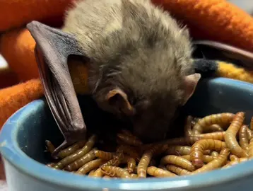 🦇Bat Munchies!🦇 This juvenile northern yellow bat is learning to self feed on his favorite snack! 🪱.                     #BatMom #batrescue #wildliferehabber #bats #donate 