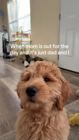 He’s too cute to not be spoiled😌 #puppytiktok #goldendoodlesoftiktok #doodlesoftiktok #puppylife #goldendoodle 