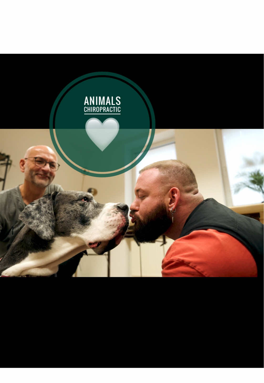 Dog with back pain 🥹🥹🥹 • • • #foryou #asmr #animal #chiropractortiktok #hundeauftiktok 