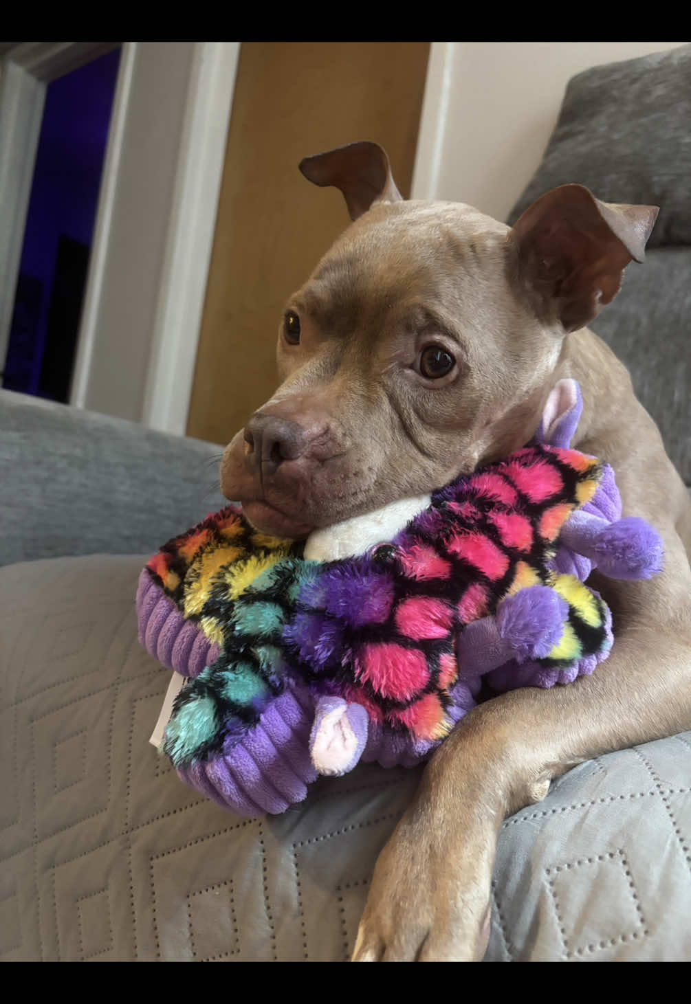 Slowly trying to get back into making Pringy content!! We’ve missed yall so much ❤️‍🩹 #pitbull #chewy #haul @Chewy 