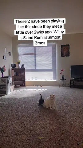 I never thought that Wiley would adapt so well with the new kitten in the house but literally three days in they were running around playing with each other.  Rumi absolutely loves playing with him.  #rumiharris #wileyharris #catsoftiktok #cats #fyp 