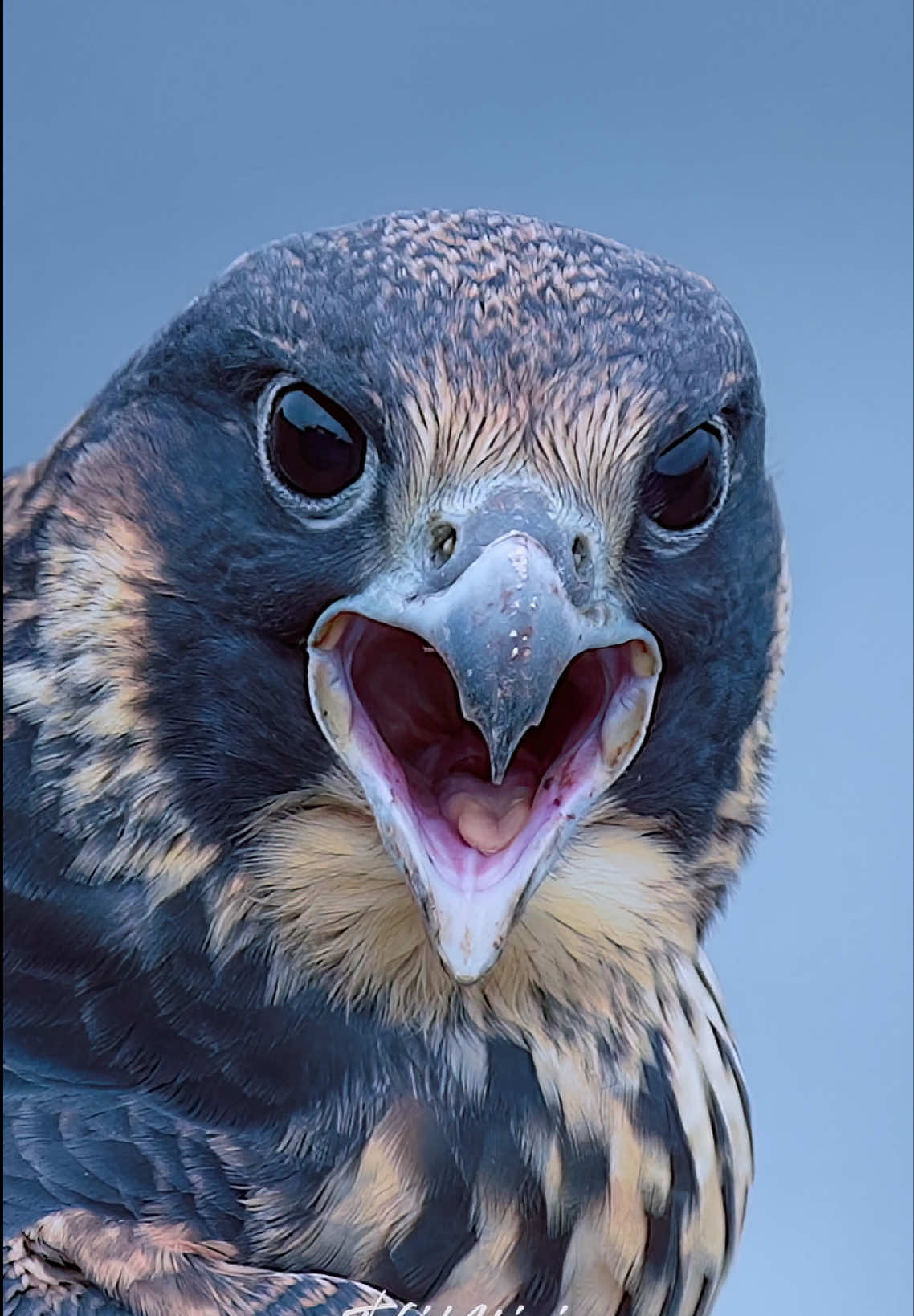 One of Maxine’s Juveniles from 2025 nesting season. . . . #peregrinefalcon #falcon #birdsofprey 