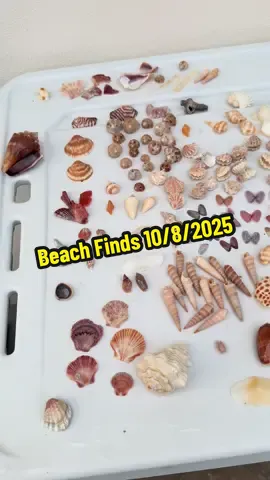 Beach Finds 10/8/2025.  Found in Bonita Springs, FL.  Almost all of the shells came from Lovers Key State Park, with the exception of a few, including the Caribbean Vase from Barefoot Beach.  Go to mywalksinparadise.com & click Shell Purchase Info to download our current inventory & price list. Email 808@mywalksinparadise.com to purchase.  #bonitasprings #Seashells #BeachFinds #CarribeanVase #FulguratorOlive