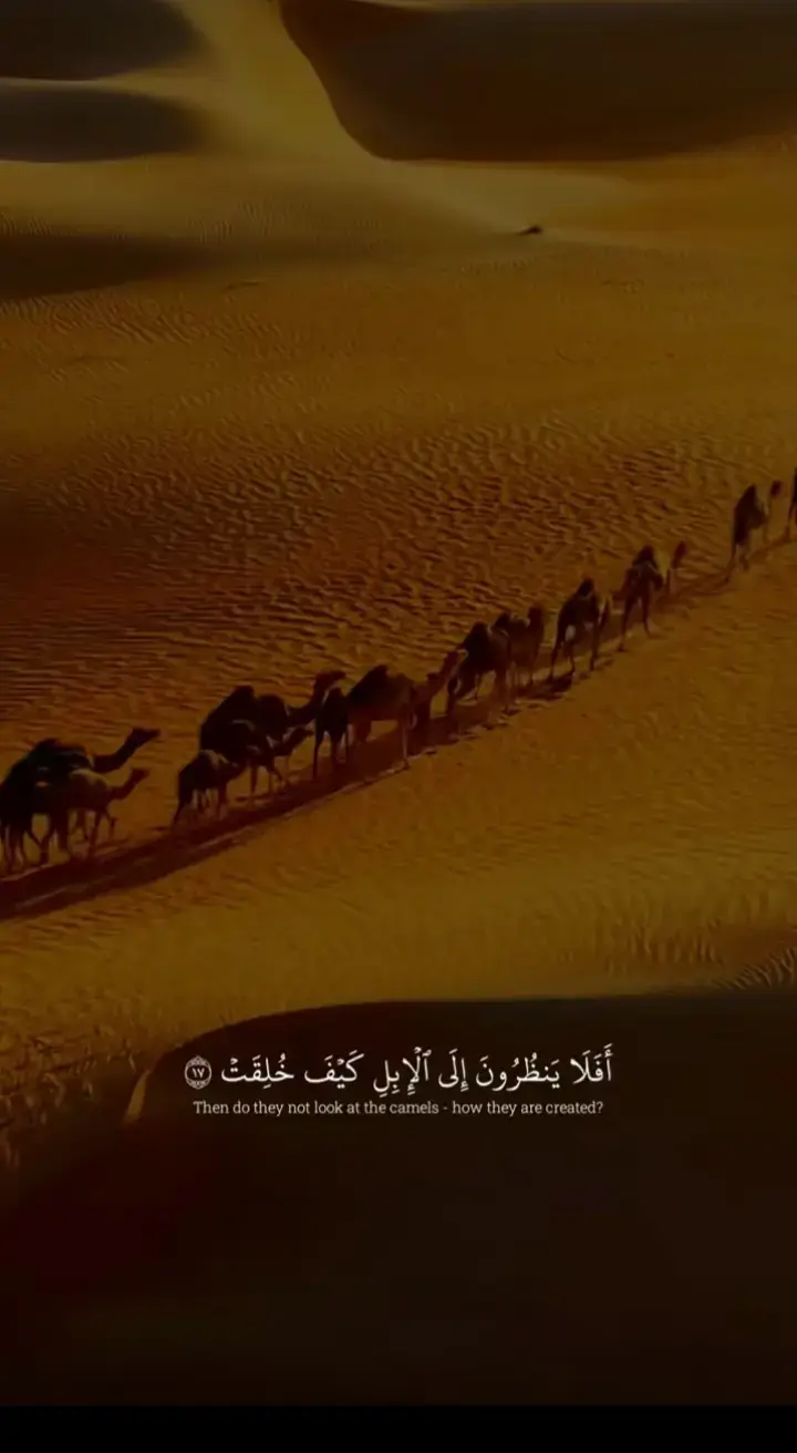 #القارئ عبد الله احمد شعبان #افلا ينظرون الى الابل كيف خلقت