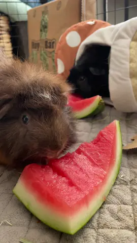 A little sweet treat for the boys #guineapig #asmr 