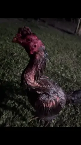 Gajian abang dek😍 #kandangkittingfarm #fyp #fypシ゚ #pamangoniq #pamangonbulbi #dorcejr #dorce 