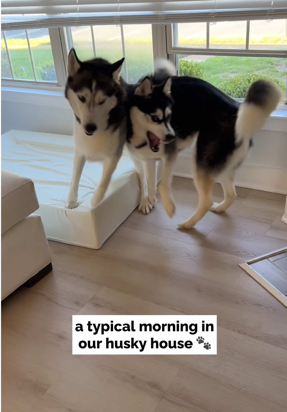 did you think our mornings were cute or something? #huskylife #doglife #mydog 