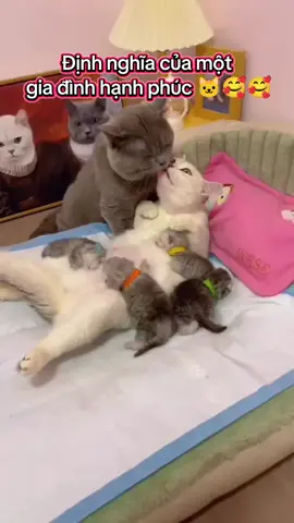 Gia đình meow êm ấm 🥰 #cat #catsoftiktok #cutecat #giadinh 