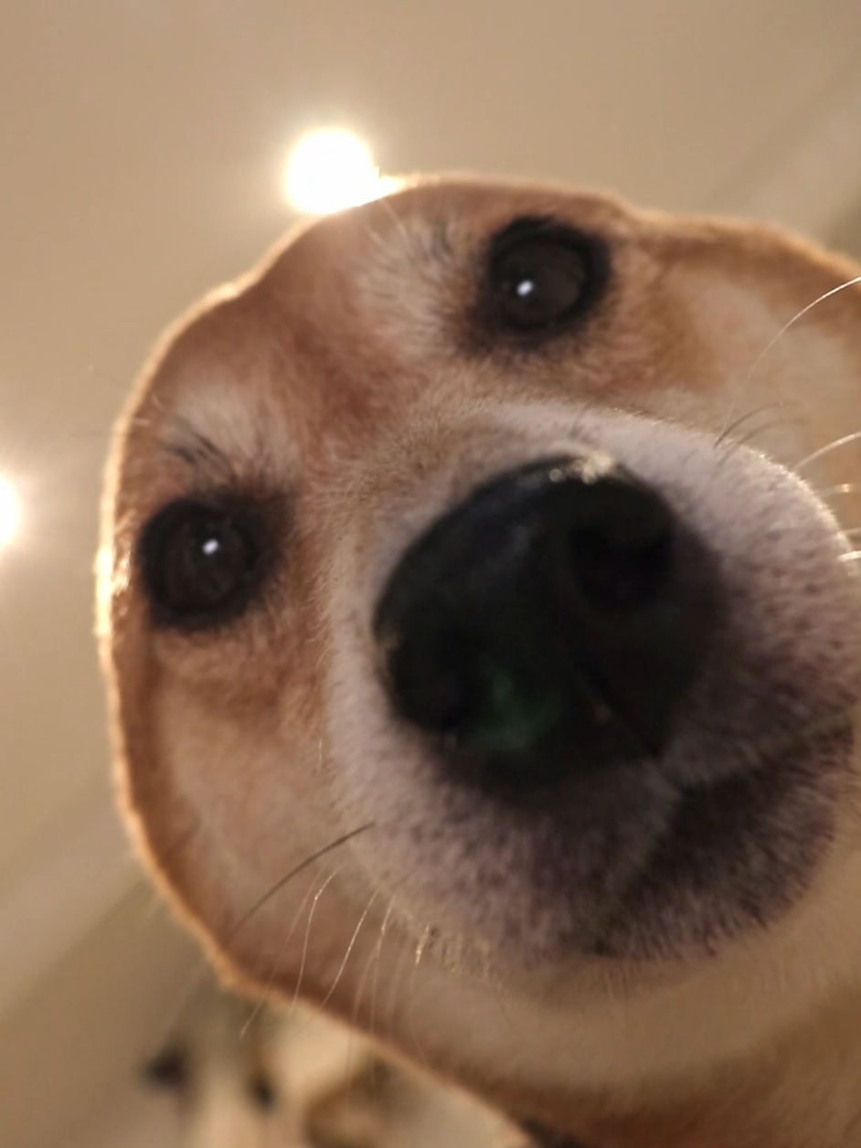 got any games on your phone? 👀 . #cutedog #shibainu #doglovers #dogsoftiktok #foryou 