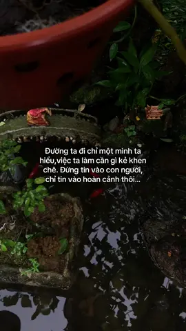 …#tamtrang #story 